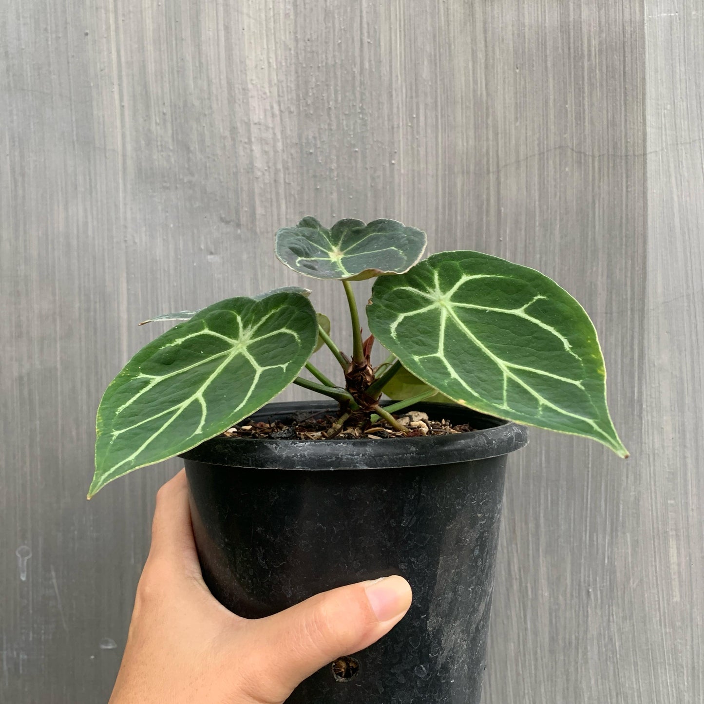 Anthurium Thunderbolt Tropical Plants KOKONATPLANT