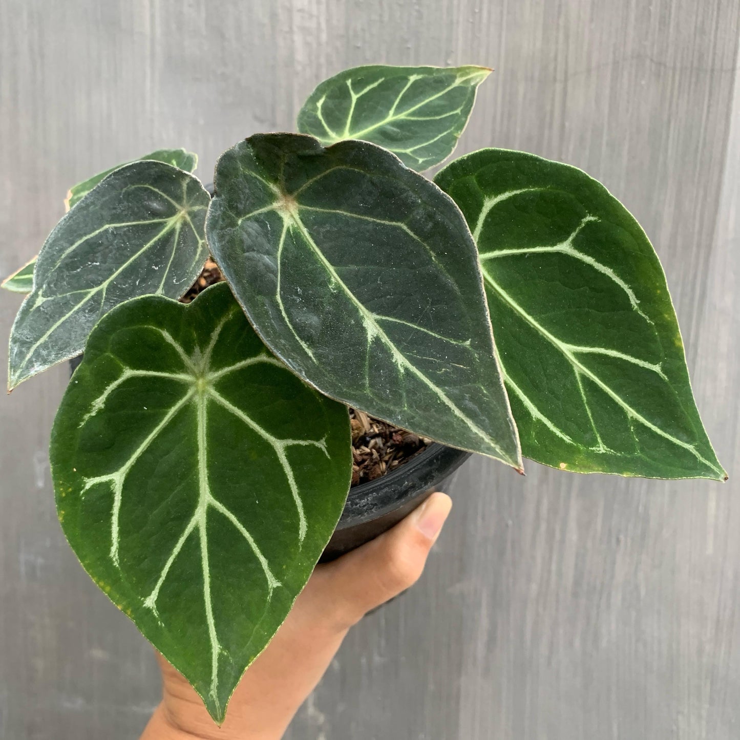 Anthurium Thunderbolt Tropical Plants KOKONATPLANT