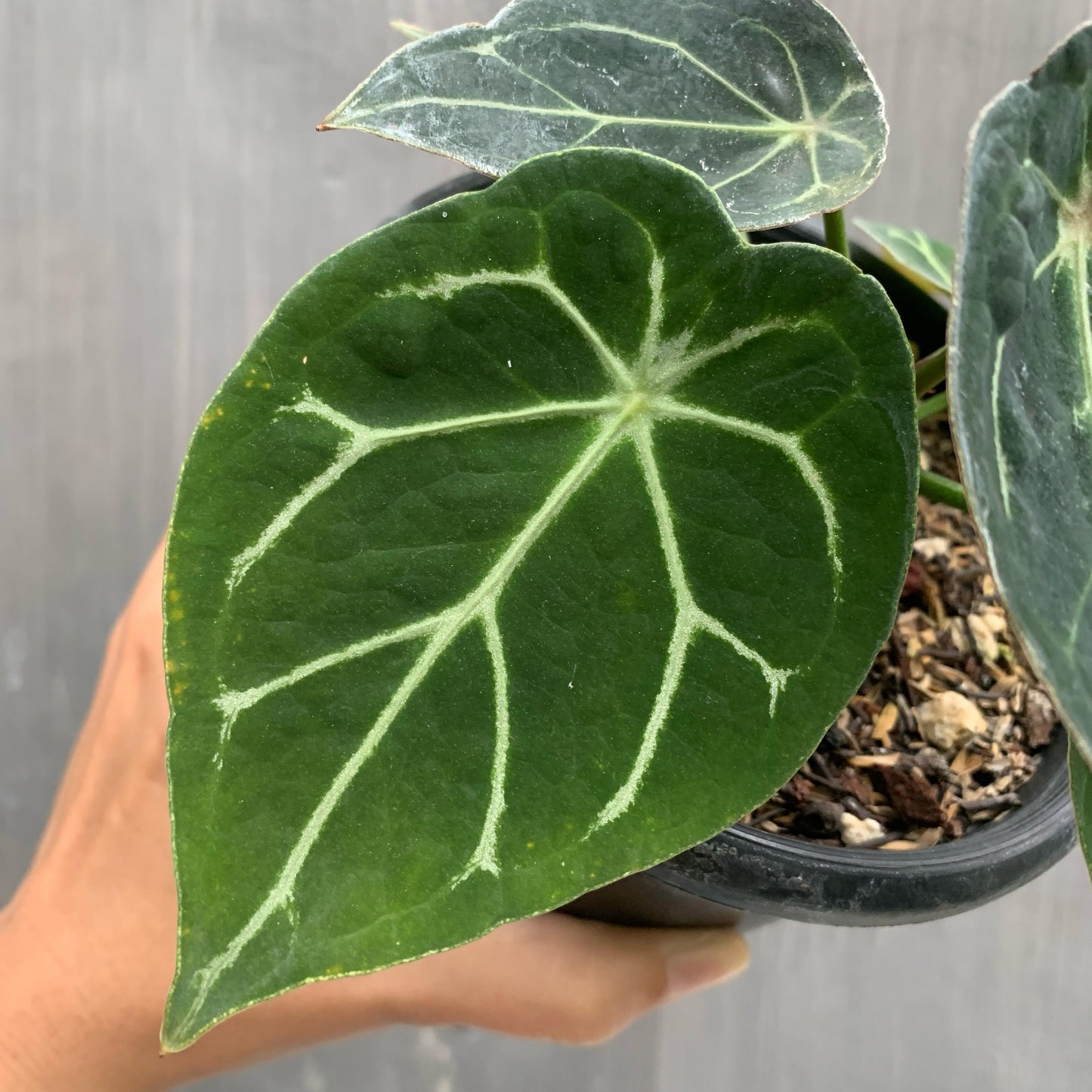 Anthurium Thunderbolt Tropical Plants KOKONATPLANT