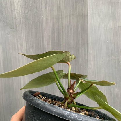 Anthurium Thunderbolt Tropical Plants KOKONATPLANT