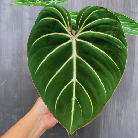 Philodendron Gloriosum White Vein Tropical Plants KOKONATPLANT