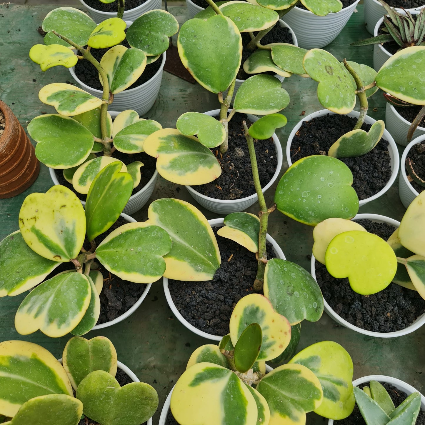 Hoya Kerrii Variegated Tropical Plants KOKONATPLANT