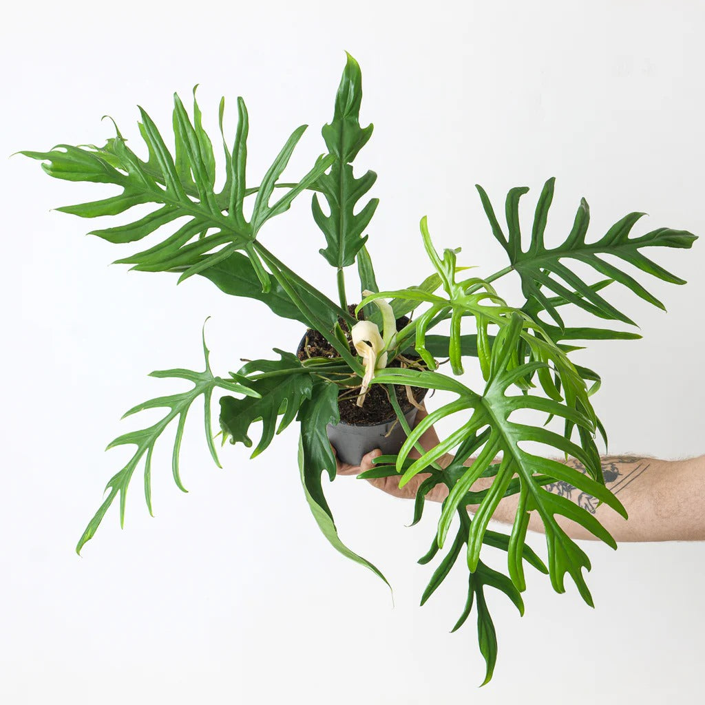 Philodendron Elegans Tropical Plants KOKONATPLANT