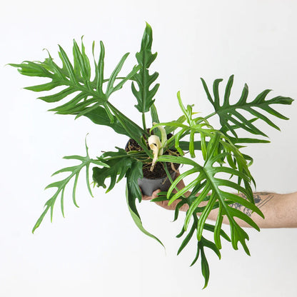 Philodendron Elegans Tropical Plants KOKONATPLANT