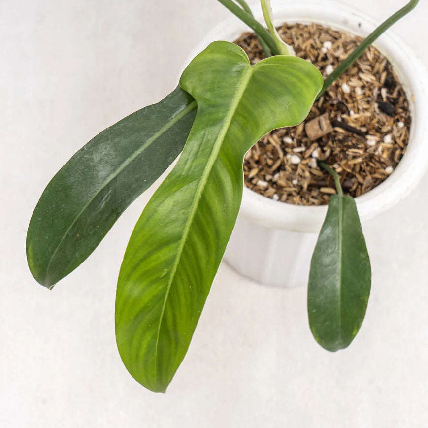 Philodendron Jerry Horn Tropical Plants KOKONATPLANT