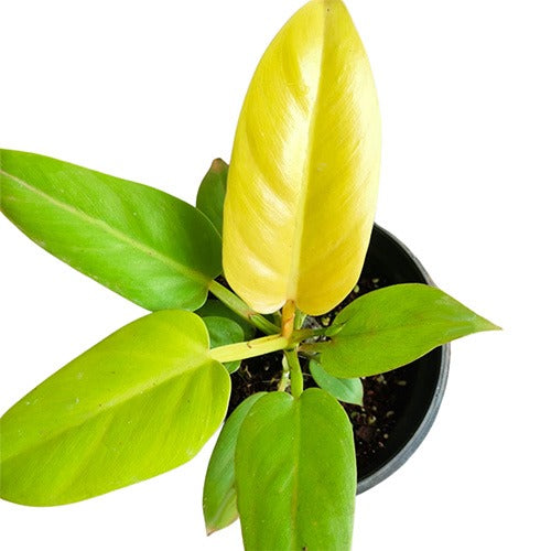 Philodendron Melonii Golden Tropical Plants KOKONATPLANT