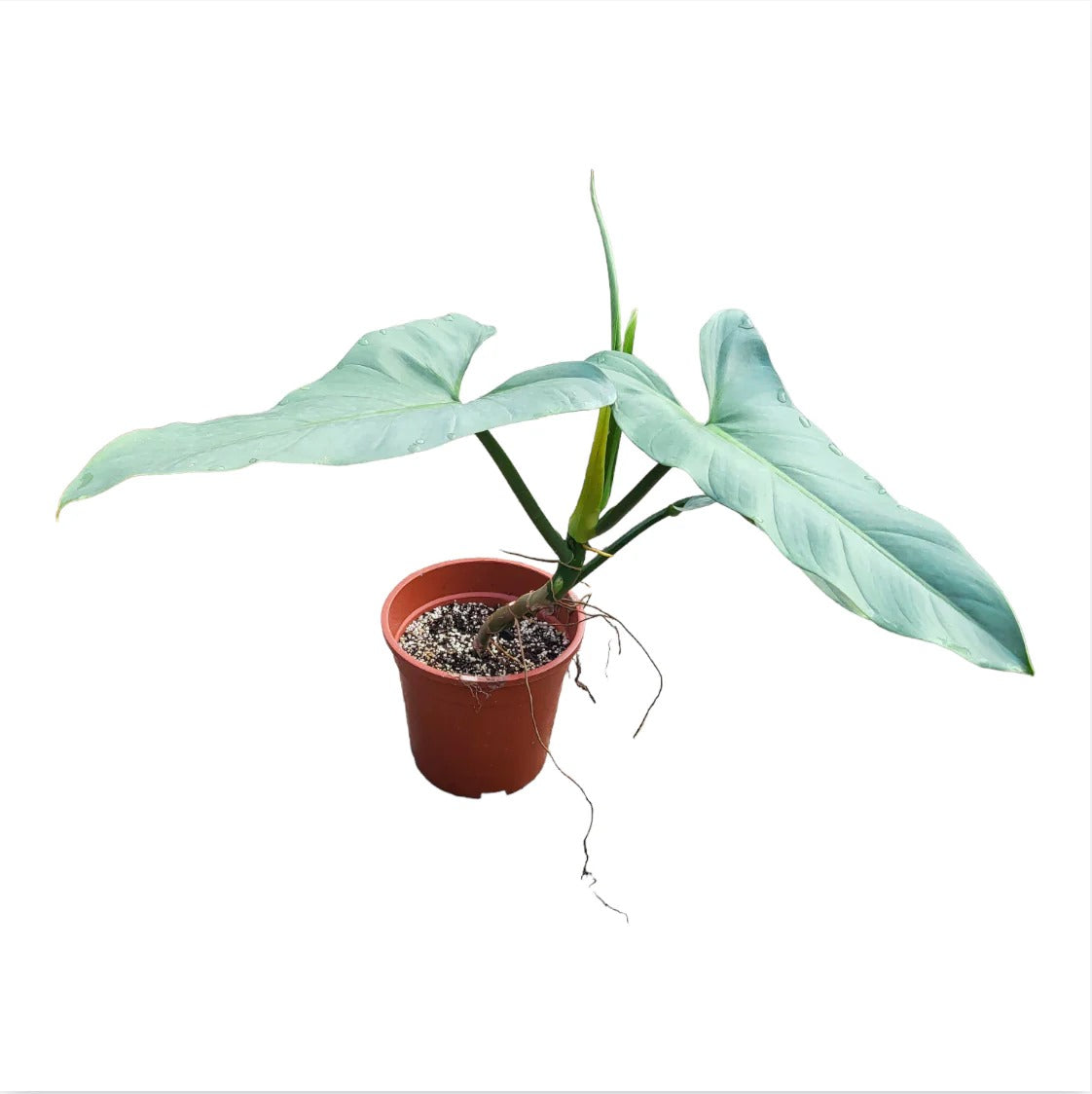 Philodendron Hastatum Silver Sword Tropical Plants KOKONATPLANT