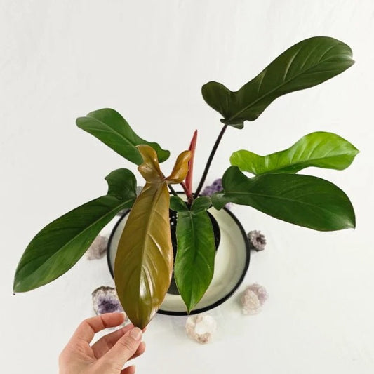 Philodendron Florida Bronze Tropical Plants KOKONATPLANT
