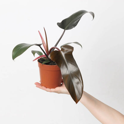 Philodendron Florida Bronze Tropical Plants KOKONATPLANT