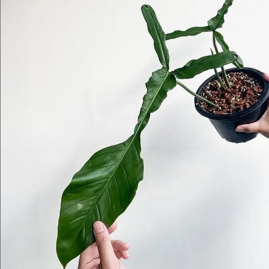 Philodendron Joepii Tropical Plants KOKONATPLANT