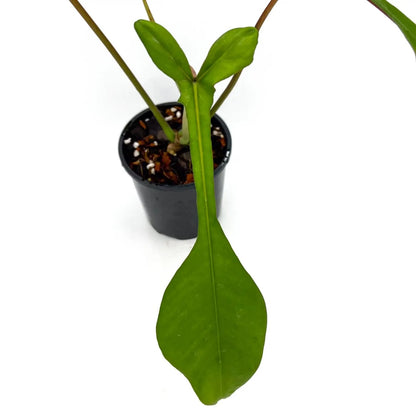 Philodendron Joepii Tropical Plants KOKONATPLANT