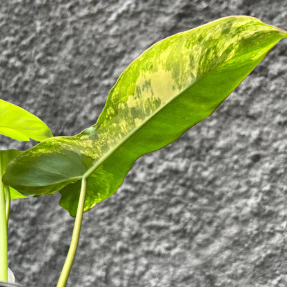 Philodendron Paradise (Philodendron Paraiso Verde x Philodendron Florida Beauty) Tropical Plants KOKONATPLANT