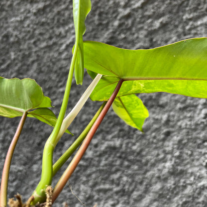 Philodendron Paradise (Philodendron Paraiso Verde x Philodendron Florida Beauty) Tropical Plants KOKONATPLANT