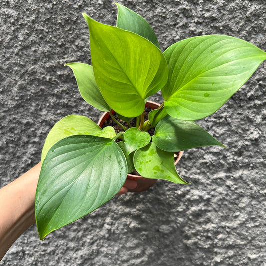 Homalomena Rubescens Golden Tropical Plants KOKONATPLANT