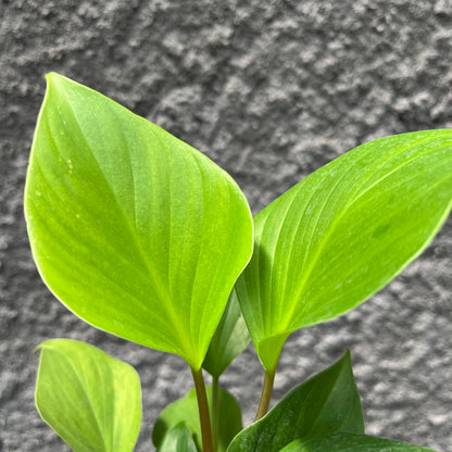 Homalomena Rubescens Golden Tropical Plants KOKONATPLANT