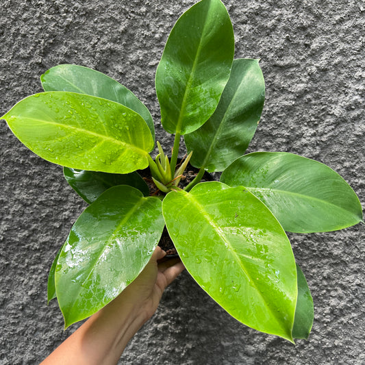 Philodendron Moonlight Tropical Plants KOKONATPLANT