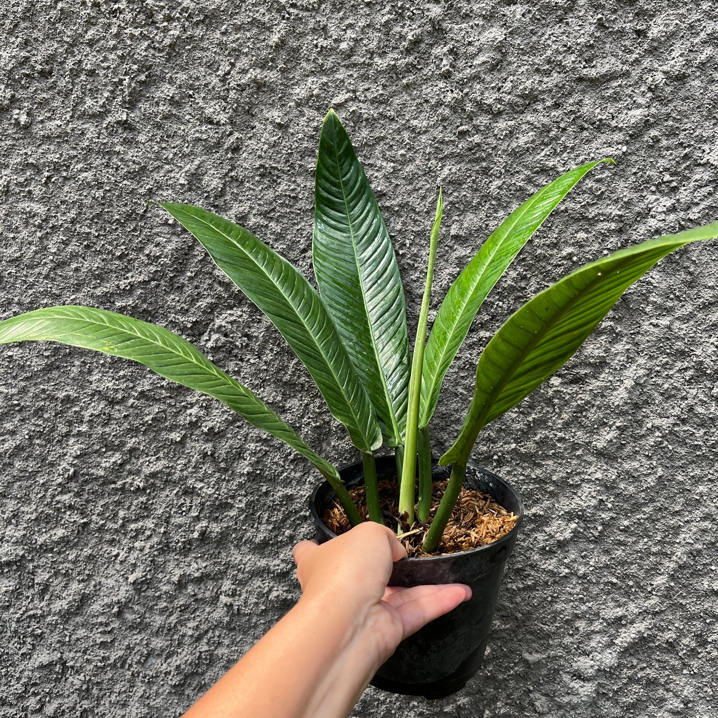 Philodendron Lynette Tropical Plants KOKONATPLANT