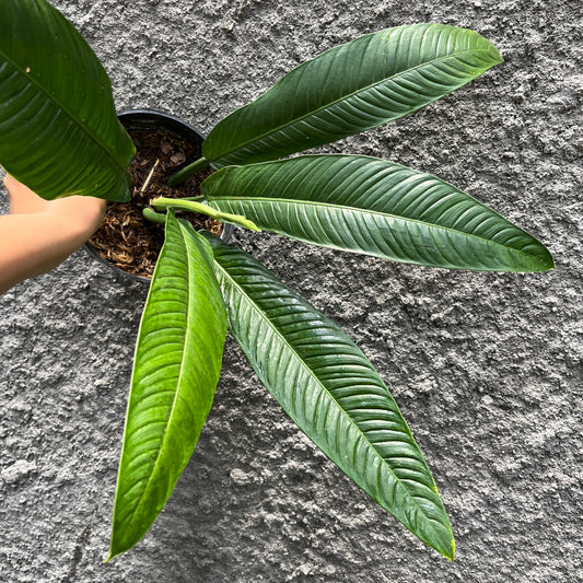 Philodendron Lynette Tropical Plants KOKONATPLANT