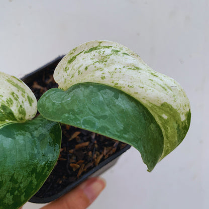 Scindapsus Silver Cloud Variegated Tropical Plants KOKONATPLANT