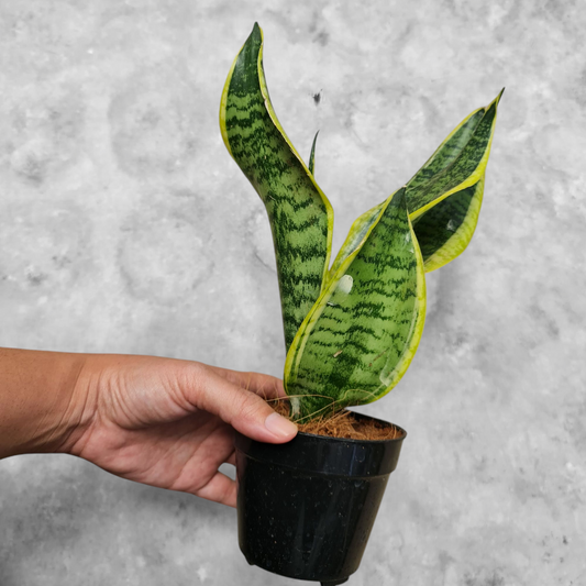Sansevieria Tiger Stripe Variegated Tropical Plants KOKONATPLANT