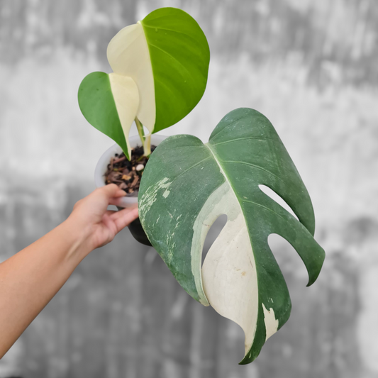 Monstera Albo Variegated SMALL KOKONATPLANT