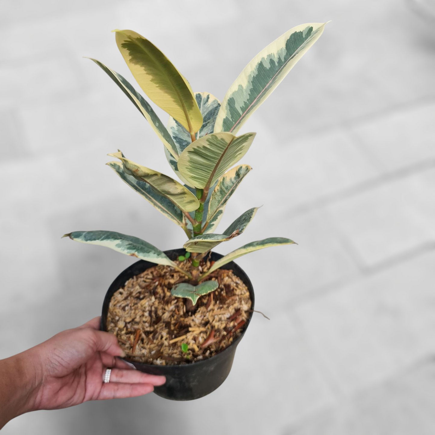 Ficus Elastica Variegated Tropical Plants KOKONATPLANT