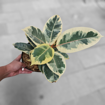 Ficus Elastica Variegated Tropical Plants KOKONATPLANT