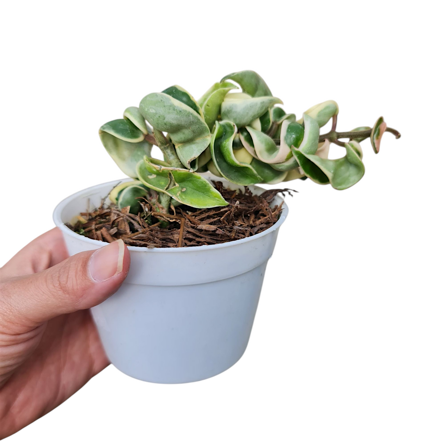 Hoya Compacta Variegated Tropical Plants KOKONATPLANT