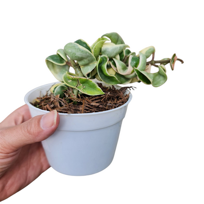 Hoya Compacta Variegated Tropical Plants KOKONATPLANT