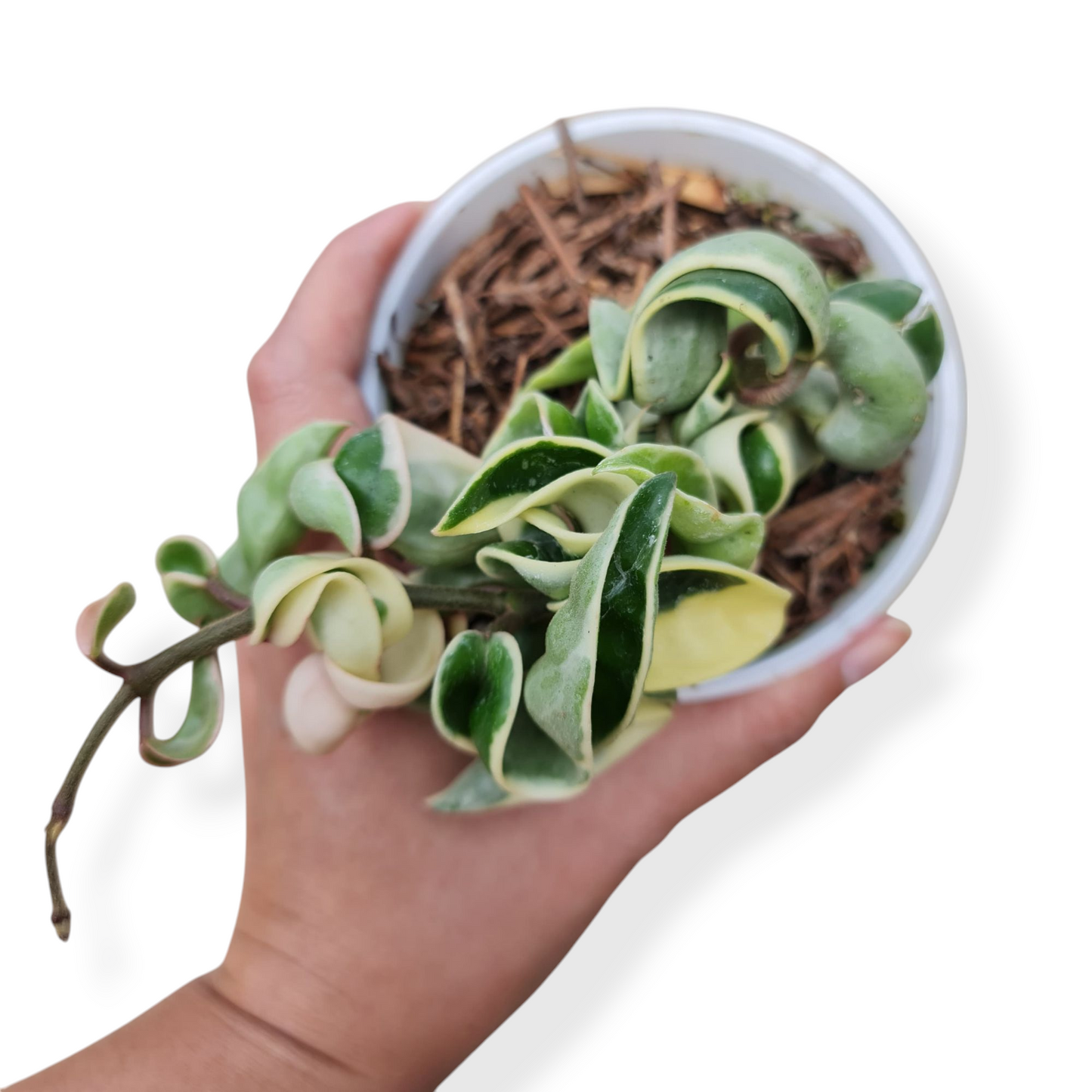 Hoya Compacta Variegated Tropical Plants KOKONATPLANT