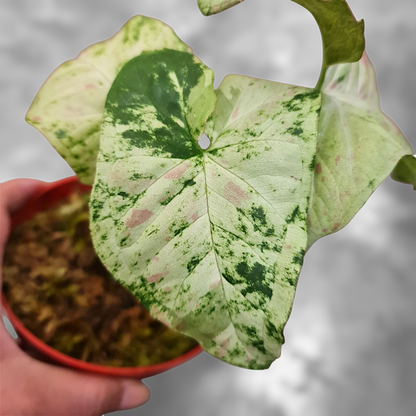 Syngonium Milk Confetii Tricolor Variegated Tropical Plants KOKONATPLANT
