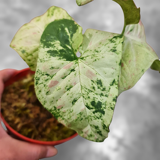 Syngonium Milk Confetii Tricolor Variegated Tropical Plants KOKONATPLANT