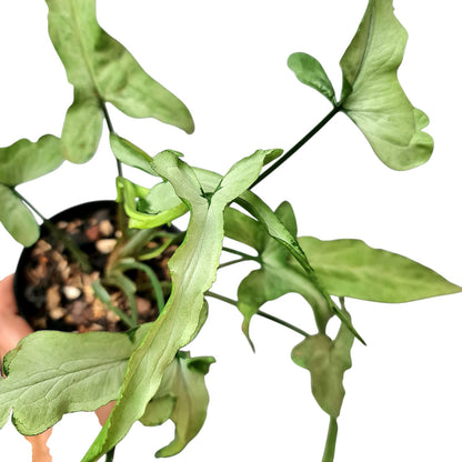 Syngonium ngern lai ma Tropical Plants KOKONATPLANT