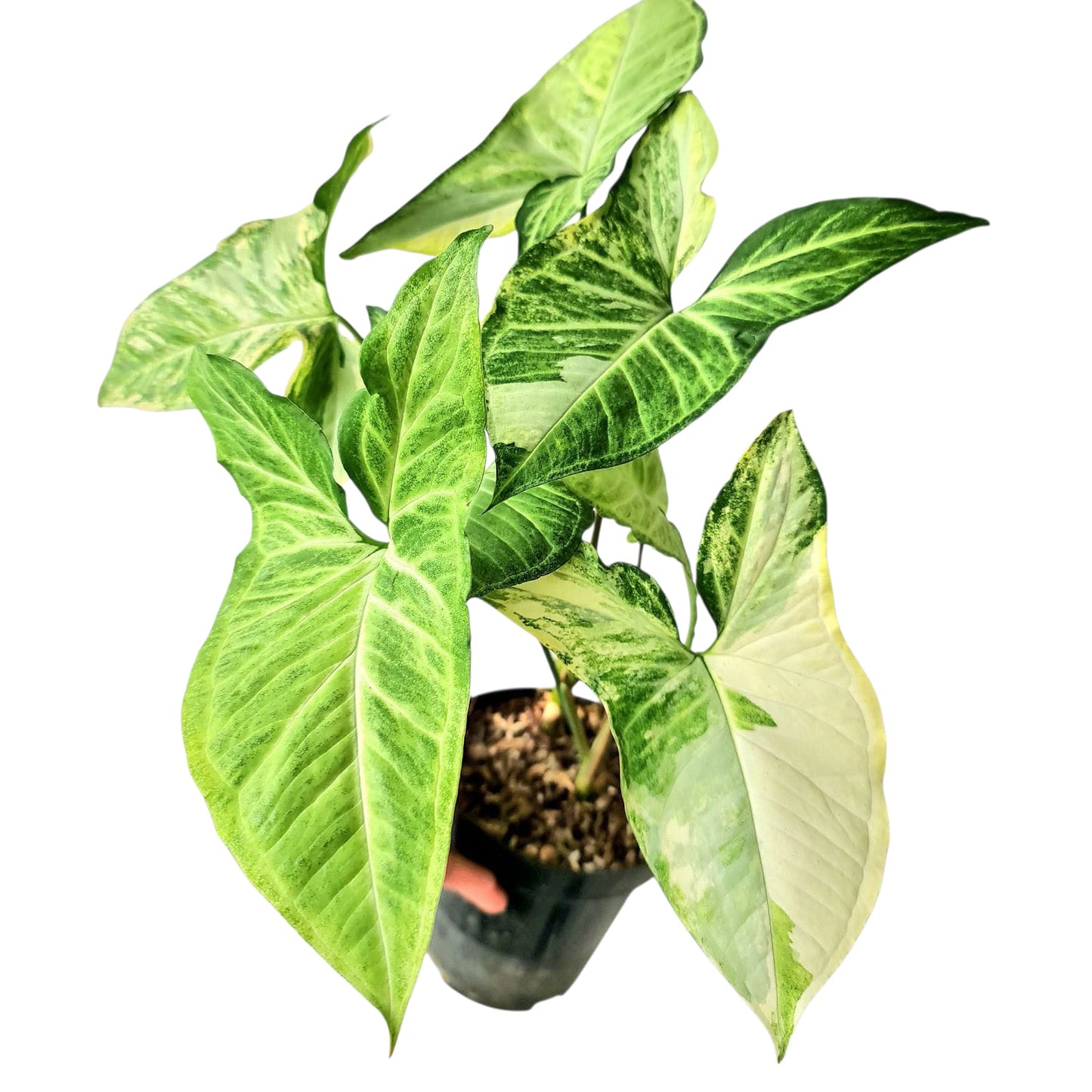 Syngonium White Butterfly Variegated Tropical Plants KOKONATPLANT