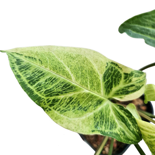 Syngonium Batik Variegated Tropical Plants KOKONATPLANT