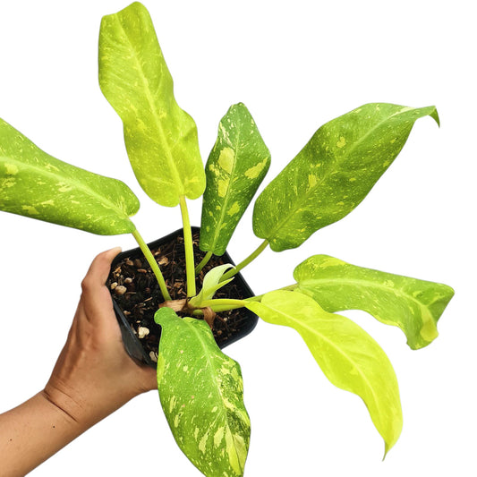 Philodendron Thai Sunrise Galaxy Tropical Plants KOKONATPLANT