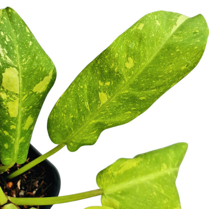 Philodendron Thai Sunrise Galaxy Tropical Plants KOKONATPLANT