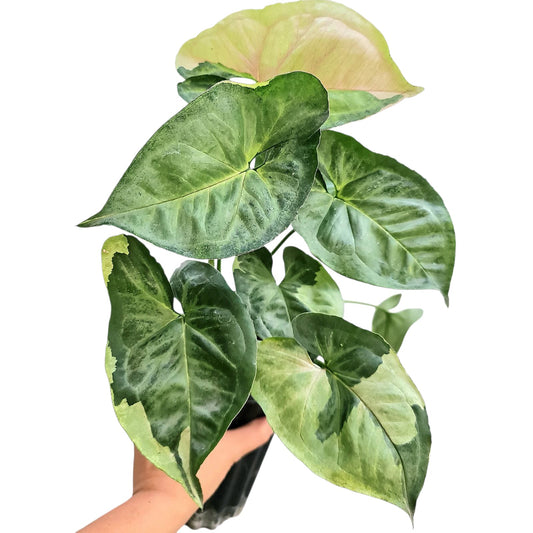 Syngonium T24 Tropical Plants KOKONATPLANT