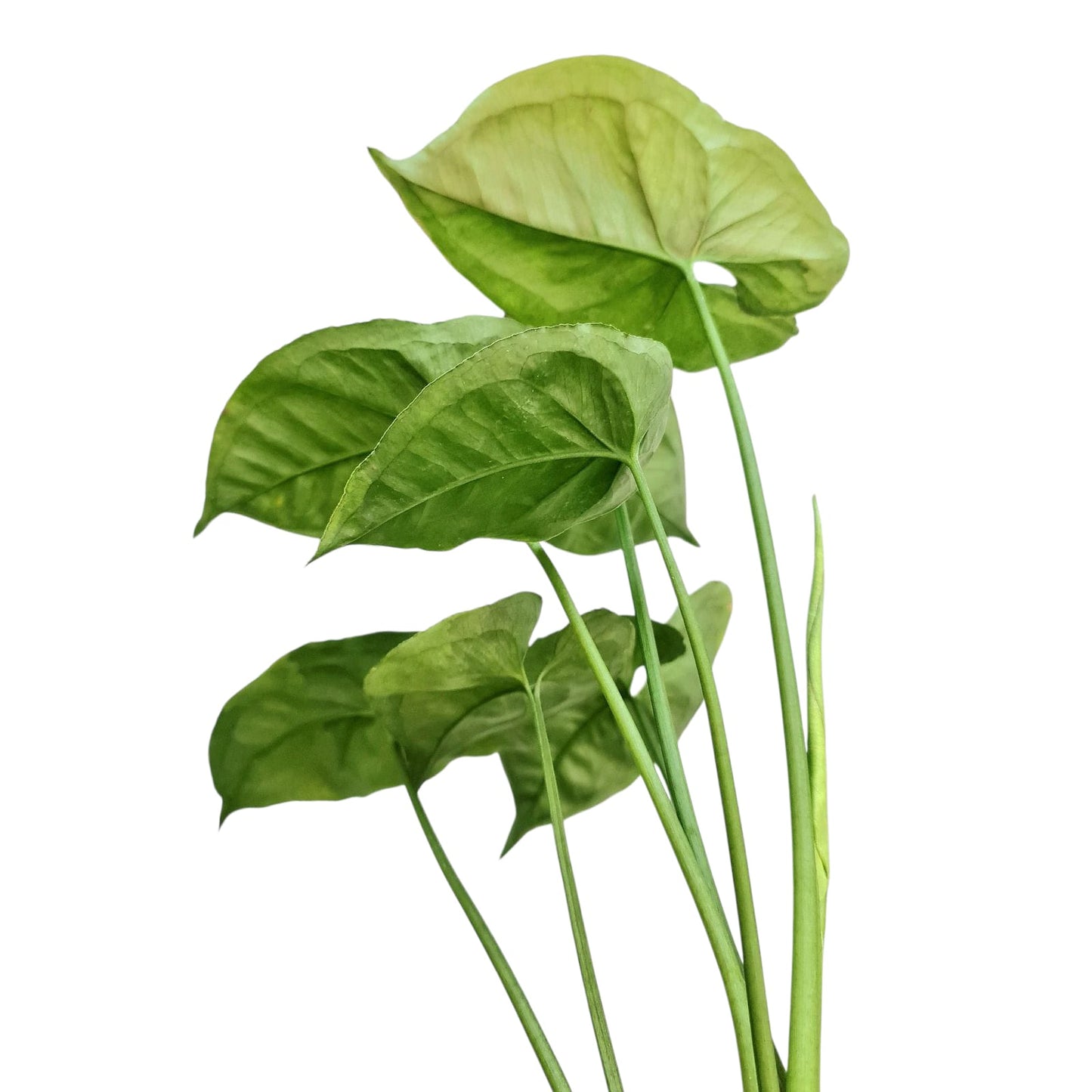 Syngonium T24 Tropical Plants KOKONATPLANT