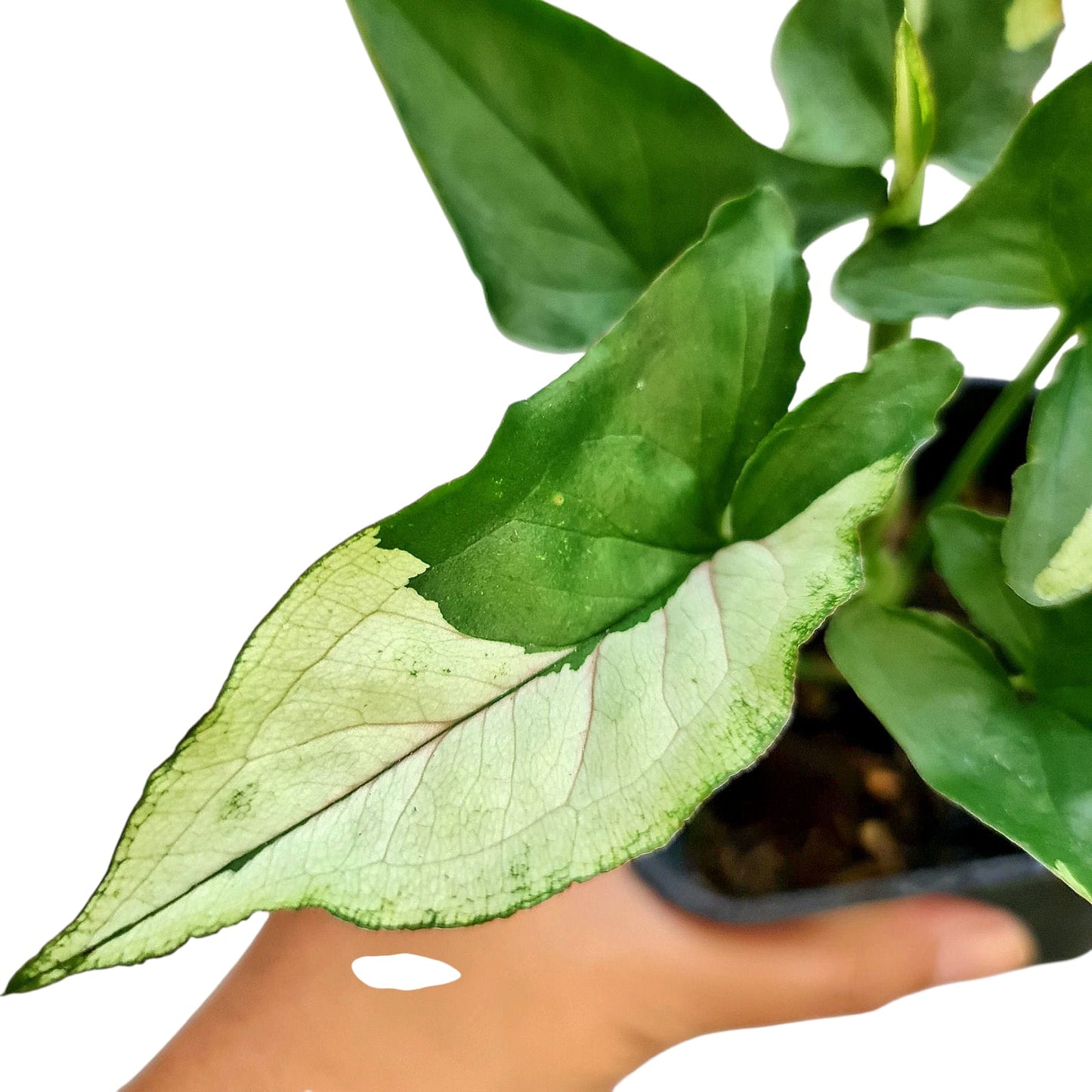 Syngonium Eclipse Tropical Plants KOKONATPLANT