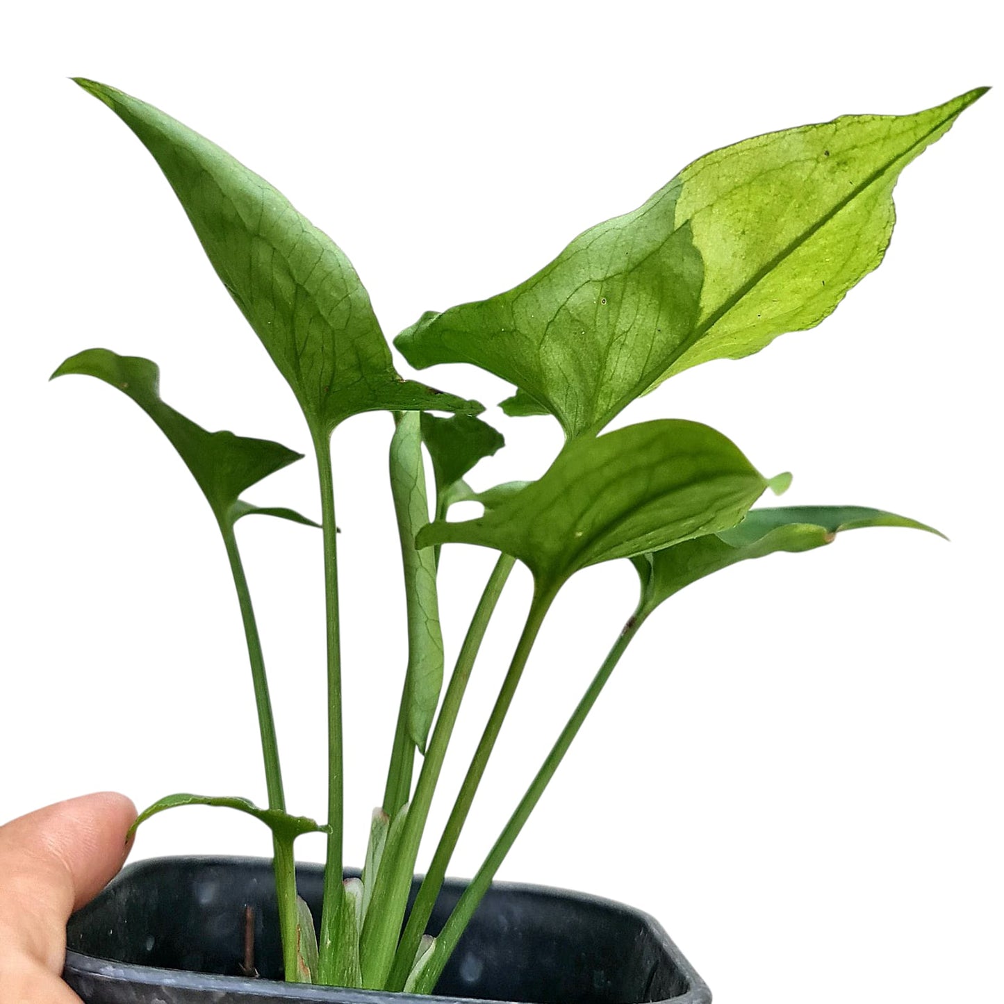 Syngonium Eclipse Tropical Plants KOKONATPLANT