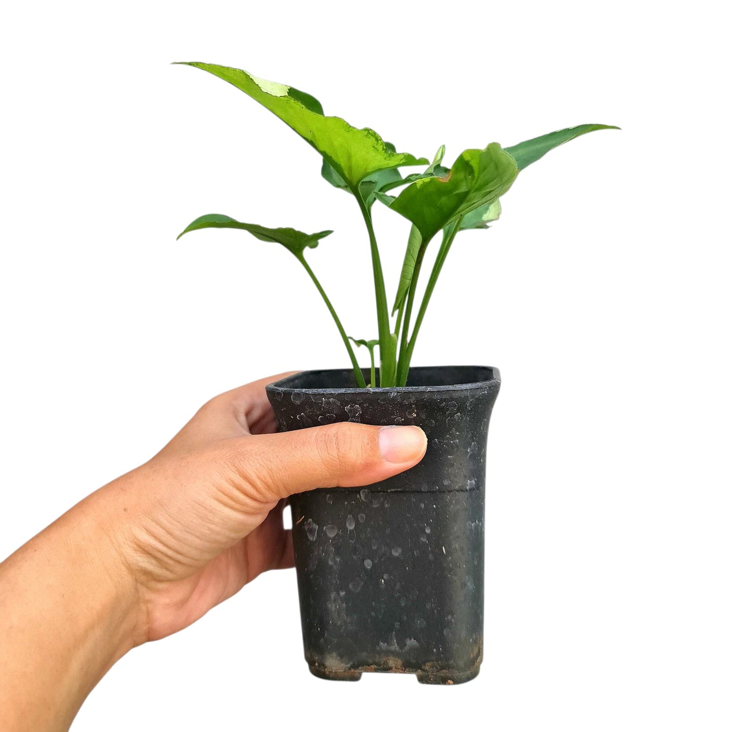 Syngonium Eclipse Tropical Plants KOKONATPLANT