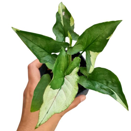 Syngonium Eclipse Tropical Plants KOKONATPLANT