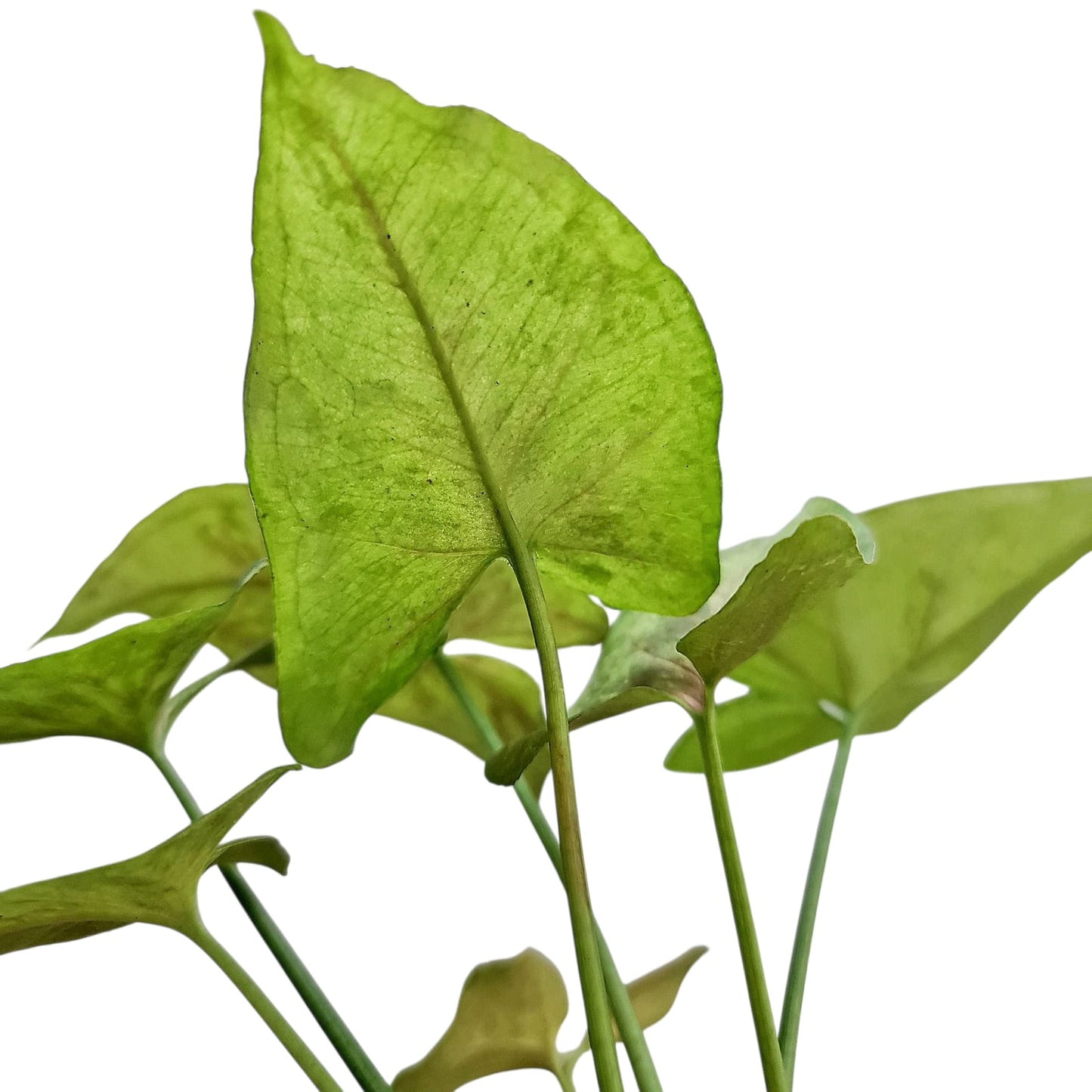 Syngonium Matcha Sprinkle Tropical Plants KOKONATPLANT