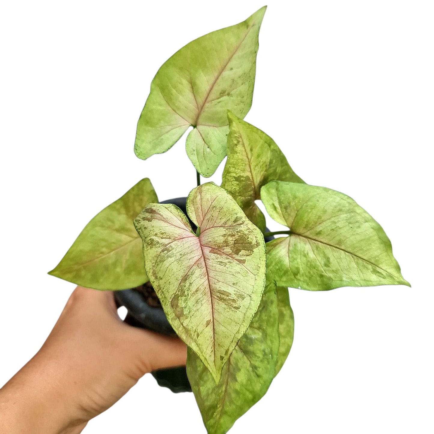 Syngonium Matcha Sprinkle Tropical Plants KOKONATPLANT