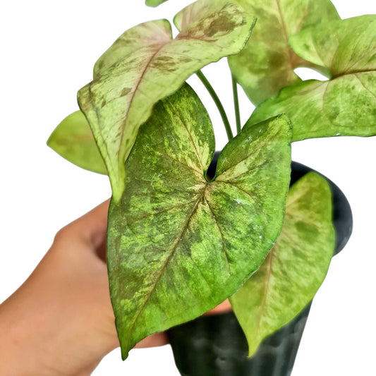 Syngonium Matcha Sprinkle Tropical Plants KOKONATPLANT