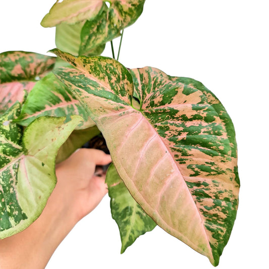 Syngonium Pink Flacket Tropical Plants KOKONATPLANT