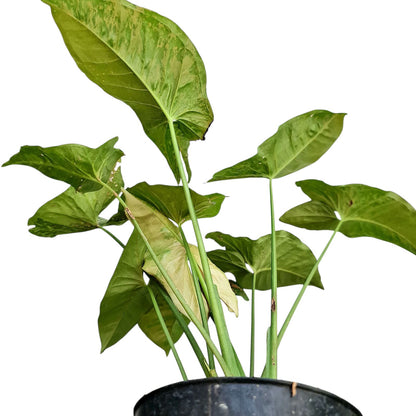 Syngonium Pink Flacket Tropical Plants KOKONATPLANT