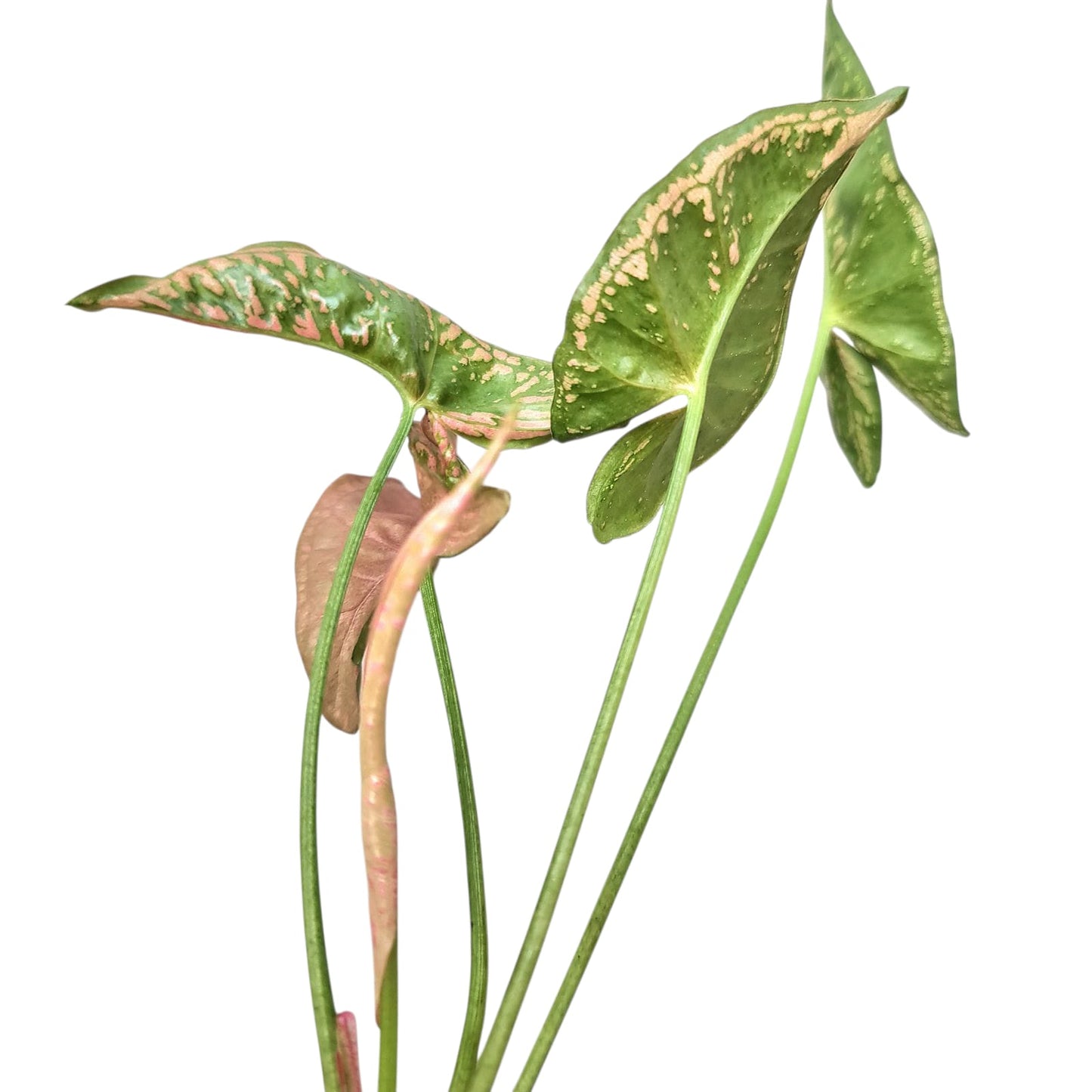 Syngonium Mosaic Tropical Plants KOKONATPLANT