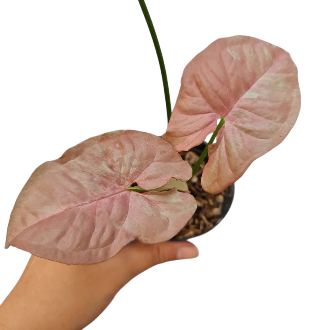 Syngonium Pink Candy Variegated Tropical Plants KOKONATPLANT